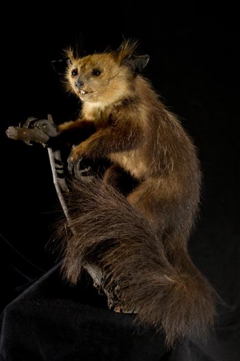 Media type: image;   Mammalogy 14647